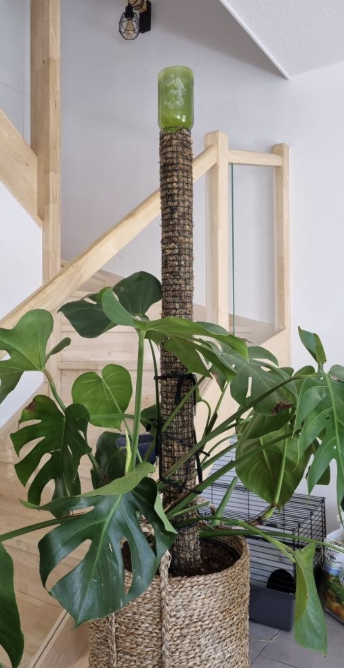 Tuteur spécial monstera 1.2m - Soutiens ta plante