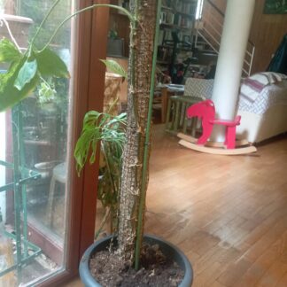 Extension tuteur spécial monstera de 80cm