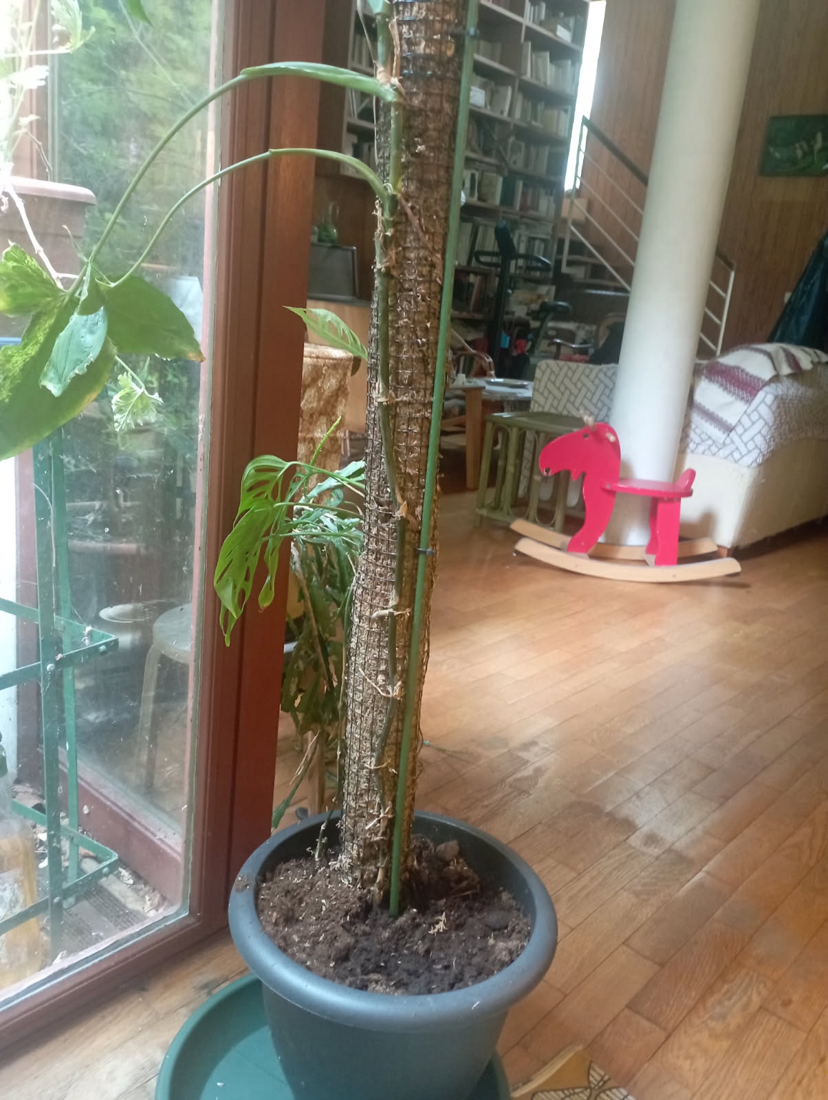 Extension tuteur spécial monstera de 80cm