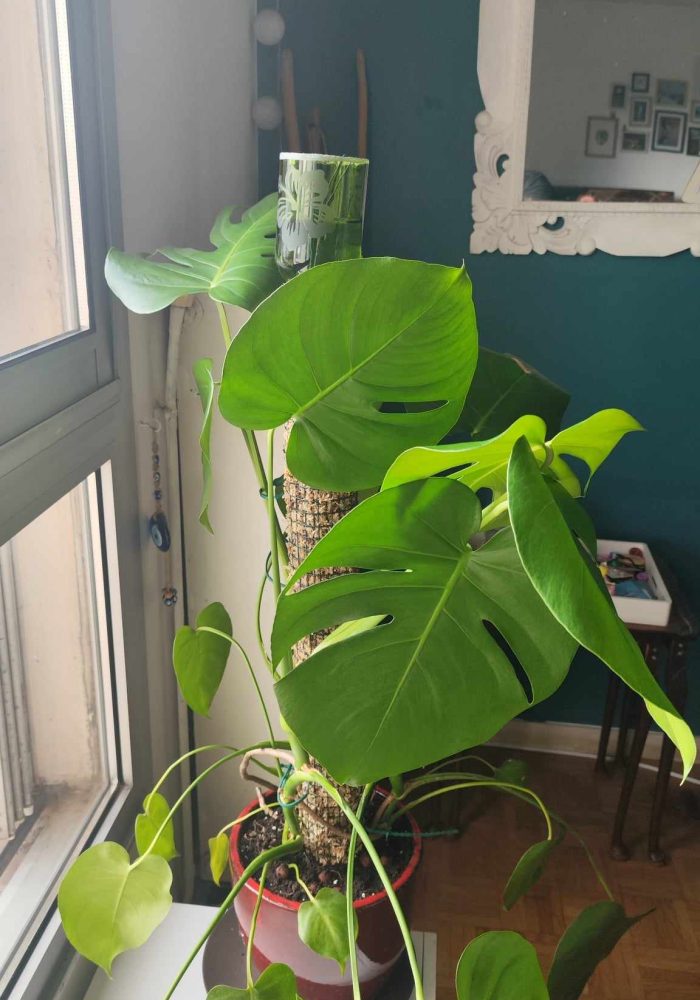 Monstera tuteur sphaigne chez vous 7